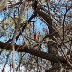 Petroica goodenovii (Red-capped Robin) at Cubba, NSW - 21 Apr 2022 by AaronClausen