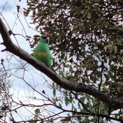 Barnardius zonarius (Australian Ringneck) at Cubba, NSW - 21 Apr 2022 by AaronClausen