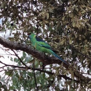 Barnardius zonarius at Cubba, NSW - 21 Apr 2022