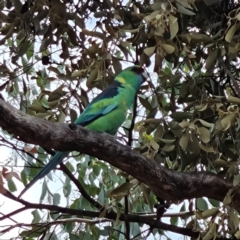 Barnardius zonarius at Cubba, NSW - 21 Apr 2022