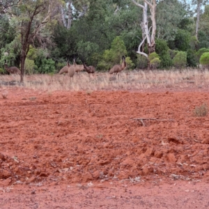 Dromaius novaehollandiae at Cubba, NSW - 21 Apr 2022