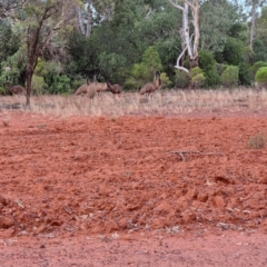 Dromaius novaehollandiae (Emu) at Cubba, NSW - 21 Apr 2022 by AaronClausen