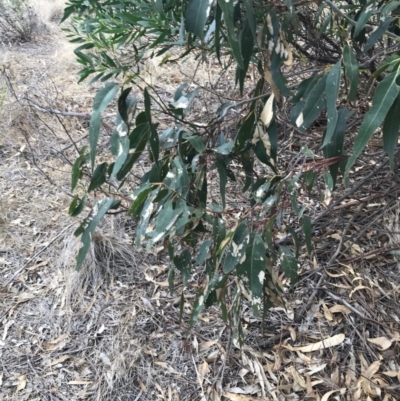 Eucalyptus sp. (A Gum Tree) at Ventnor, VIC - 13 Apr 2022 by Tapirlord