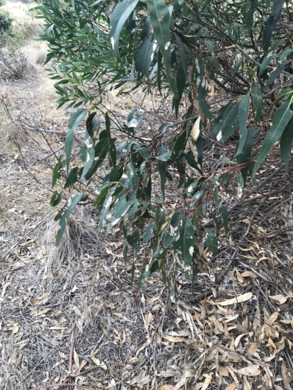 Eucalyptus globulus at Ventnor, VIC - 13 Apr 2022