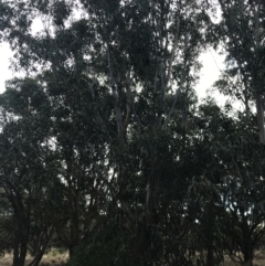 Eucalyptus sp. at Ventnor, VIC - 13 Apr 2022 02:45 PM