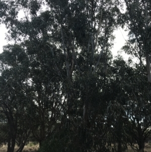 Eucalyptus sp. at Ventnor, VIC - 13 Apr 2022