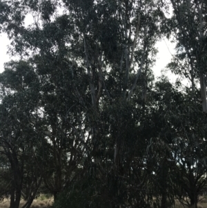 Eucalyptus sp. at Ventnor, VIC - 13 Apr 2022 02:45 PM