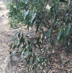 Eucalyptus sp. at Ventnor, VIC - 13 Apr 2022