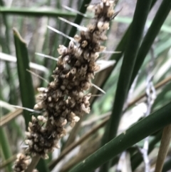Lomandra longifolia (Spiny-headed Mat-rush, Honey Reed) at Ventnor, VIC - 13 Apr 2022 by Tapirlord