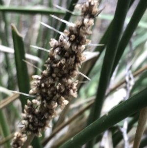 Lomandra longifolia at Ventnor, VIC - 13 Apr 2022 02:39 PM