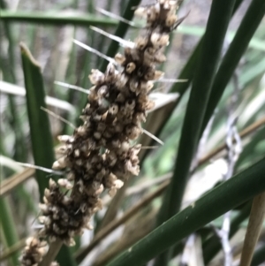 Lomandra longifolia (Spiny-headed Mat-rush, Honey Reed) at Ventnor, VIC by Tapirlord