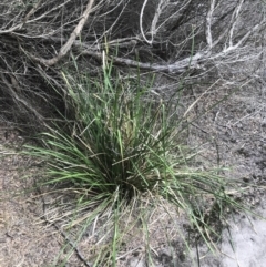 Lomandra longifolia at Ventnor, VIC - 13 Apr 2022