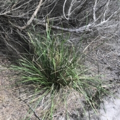 Lomandra longifolia at Ventnor, VIC - 13 Apr 2022 02:39 PM