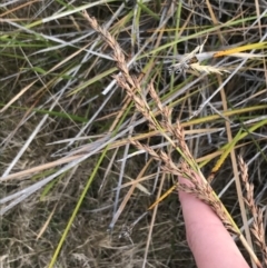 Lepidosperma laterale (Variable Sword Sedge) at Ventnor, VIC - 13 Apr 2022 by Tapirlord