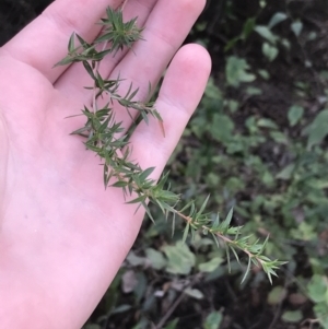 Leptospermum continentale at Ventnor, VIC - 13 Apr 2022