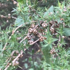 Leptospermum continentale at Ventnor, VIC - 13 Apr 2022