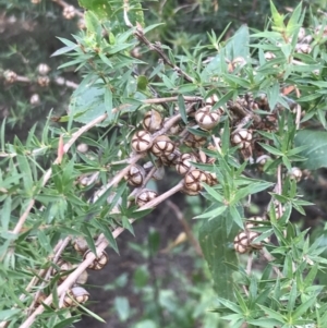 Leptospermum continentale at Ventnor, VIC - 13 Apr 2022