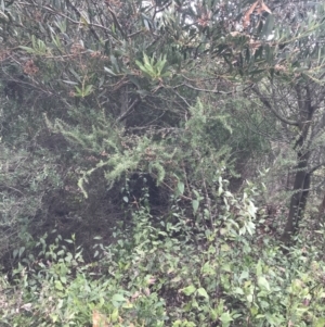 Leptospermum continentale at Ventnor, VIC - 13 Apr 2022