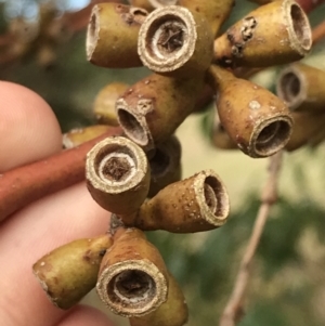 Eucalyptus botryoides at Ventnor, VIC - 13 Apr 2022