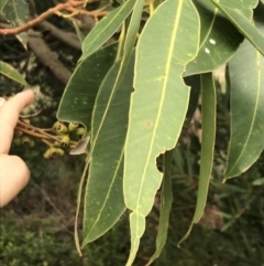 Eucalyptus botryoides at Ventnor, VIC - 13 Apr 2022