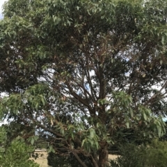 Eucalyptus botryoides at Ventnor, VIC - 13 Apr 2022 02:31 PM