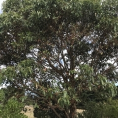 Eucalyptus botryoides at Ventnor, VIC - 13 Apr 2022