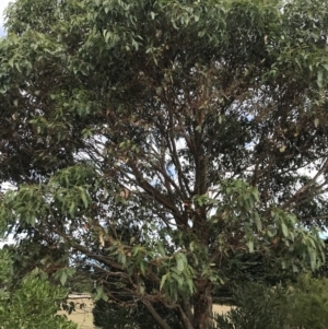 Eucalyptus botryoides at Ventnor, VIC - 13 Apr 2022