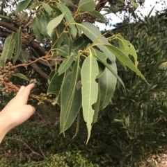 Eucalyptus botryoides at Ventnor, VIC - 13 Apr 2022