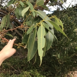 Eucalyptus botryoides at Ventnor, VIC - 13 Apr 2022 02:31 PM