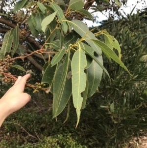 Eucalyptus botryoides at Ventnor, VIC - 13 Apr 2022