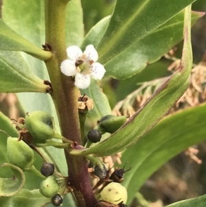 Myoporum insulare at Ventnor, VIC - 13 Apr 2022 02:28 PM