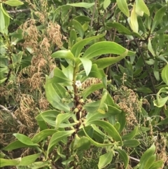 Myoporum insulare at Ventnor, VIC - 13 Apr 2022 02:28 PM