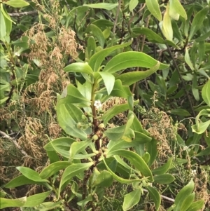 Myoporum insulare at Ventnor, VIC - 13 Apr 2022 02:28 PM