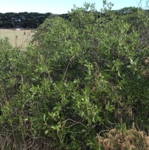 Myoporum insulare at Ventnor, VIC - 13 Apr 2022 02:28 PM