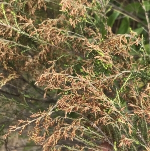 Cassinia sifton at Ventnor, VIC - 13 Apr 2022