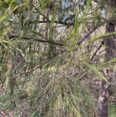 Exocarpos cupressiformis (Cherry Ballart) at Stromlo, ACT - 21 Apr 2022 by JimL