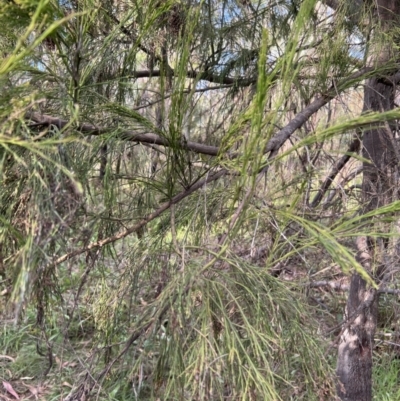 Exocarpos cupressiformis (Cherry Ballart) at Stromlo, ACT - 21 Apr 2022 by JimL