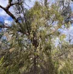 Exocarpos cupressiformis at Stromlo, ACT - 21 Apr 2022