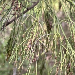 Exocarpos cupressiformis at Stromlo, ACT - 21 Apr 2022