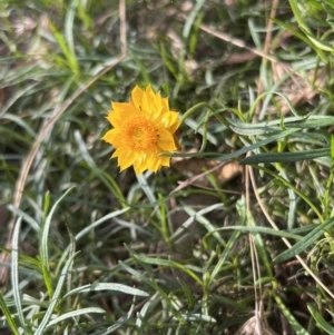 Xerochrysum viscosum at Stromlo, ACT - 21 Apr 2022 03:55 PM