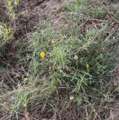 Xerochrysum viscosum at Stromlo, ACT - 21 Apr 2022