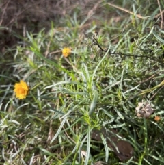 Xerochrysum viscosum at Stromlo, ACT - 21 Apr 2022 03:55 PM