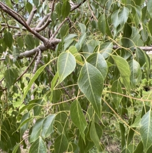 Brachychiton populneus at Stromlo, ACT - 21 Apr 2022