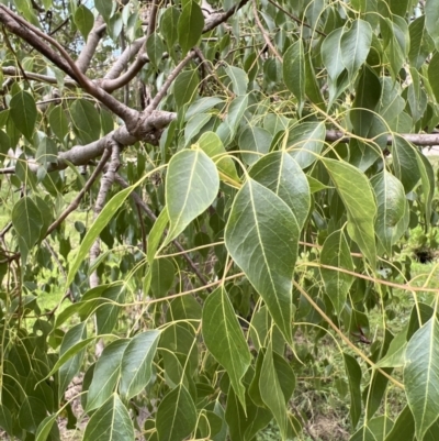 Brachychiton populneus (Kurrajong) at Stromlo, ACT - 21 Apr 2022 by JimL