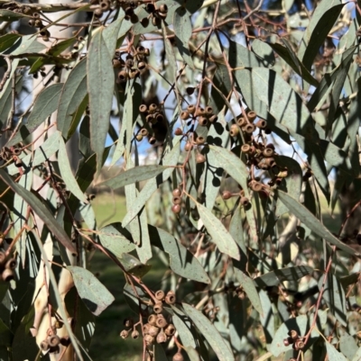 Eucalyptus melliodora (Yellow Box) at Stromlo, ACT - 21 Apr 2022 by JimL