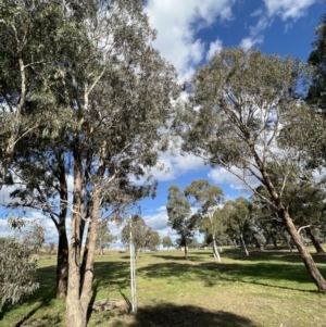 Eucalyptus melliodora at Stromlo, ACT - 21 Apr 2022