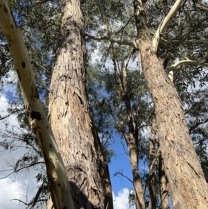 Eucalyptus melliodora at Stromlo, ACT - 21 Apr 2022