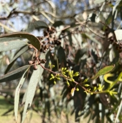 Eucalyptus melliodora at Stromlo, ACT - 21 Apr 2022