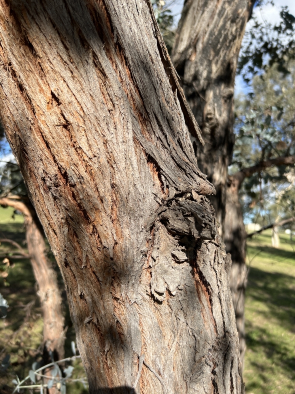 Eucalyptus cinerea at Stromlo, ACT - 21 Apr 2022