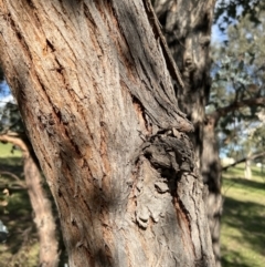 Eucalyptus cinerea (Argyle Apple) at Stromlo, ACT - 21 Apr 2022 by JimL